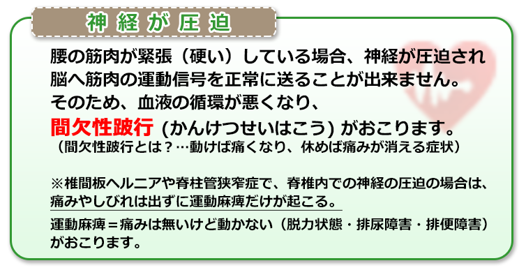 腰の筋肉が緊張(硬い)している場合、神経が圧迫され脳へ筋肉の運動信号を正常に送ることが出来ません。そのため、血液の循環が悪くなり間欠性跛行(かんけつせいはこう)がおこります。(間欠性跛行とは?動けば痛くなり、休めば痛みが消える症状)※椎間板ヘルニアや脊柱管狭窄症で、脊椎内での神経の圧迫の場合は、痛みやしびれは出ずに運動麻痺だけが起こる。運動麻痺=痛みは無いけど動かない (脱力状態・排尿障害・排便障害)